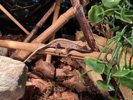 Correlophus cilliatus