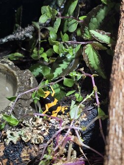 Dendrobates leucomelas