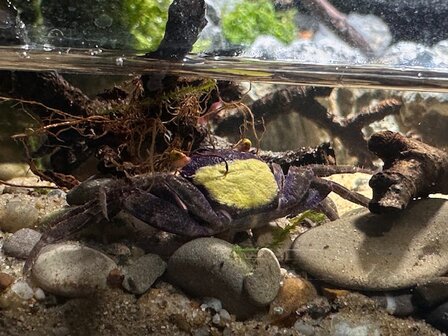 Geosesarma sp. yellow