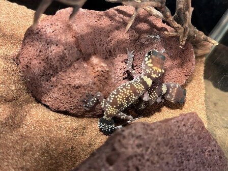 Underwoodisaurus milii