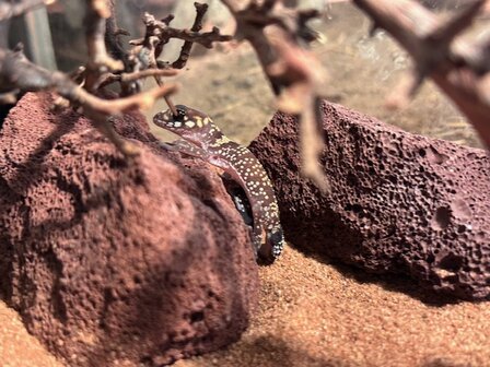 Underwoodisaurus milii