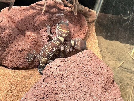 Underwoodisaurus milii