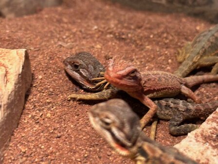 Pogona vitticeps