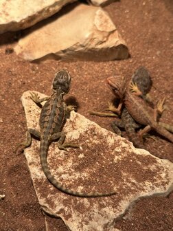 Pogona vitticeps