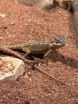 Pogona vitticeps
