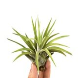 Tillandsia abdita