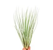 Tillandsia juncifolia