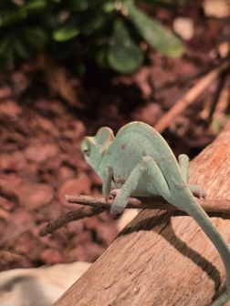 Chameleo calyptratus