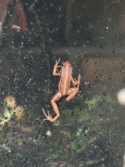 Phyllobates vittatus