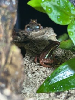 Phyllobates vittatus