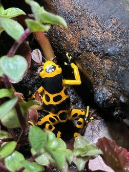 Dendrobates leucomelas