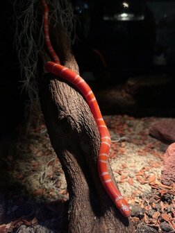 Lampropeltis triangulum nelsoni tangerine albino