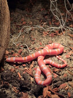 Lampropeltis triangulum nelsoni tangerine albino