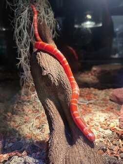 Lampropeltis triangulum nelsoni tangerine albino