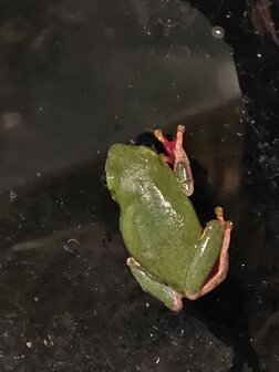 Hyperolius fusciventris