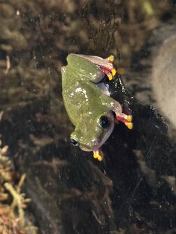 Hyperolius fusciventris