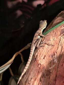 Basiliscus plumifrons