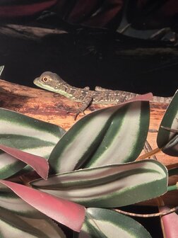 Basiliscus plumifrons
