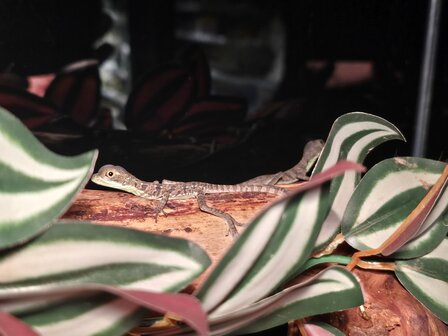 Basiliscus plumifrons