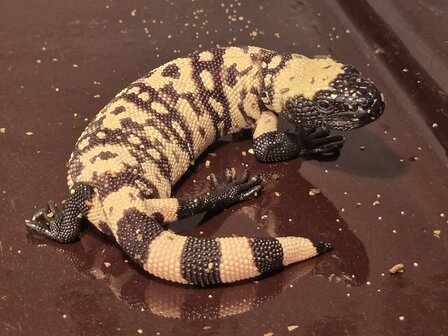 Heloderma suspectum