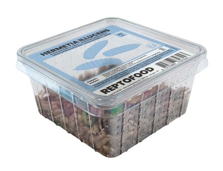 Black soldier fly larven