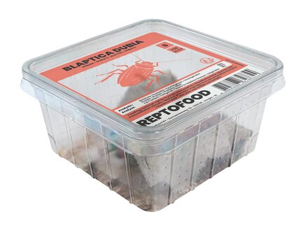 Blaptica Dubia medium