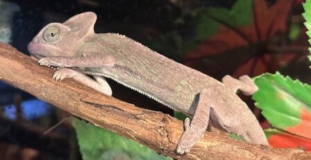 Chameleo calyptratus