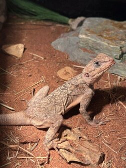 Acanthocercus annectens (alleen per paar)