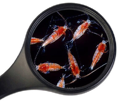 Copepods