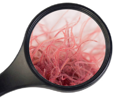 Lombriculus