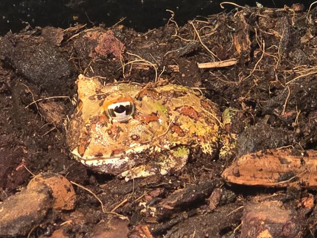 Ceratophrys cranwelli albino / tricolor / coffee