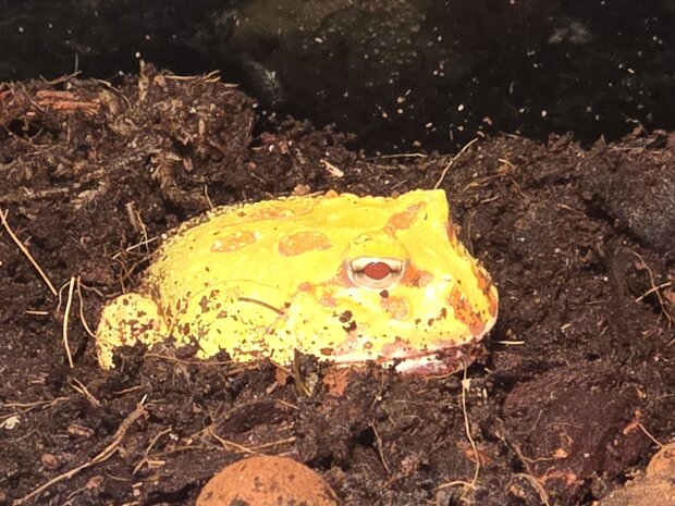 Ceratophrys cranwelli albino / tricolor / coffee
