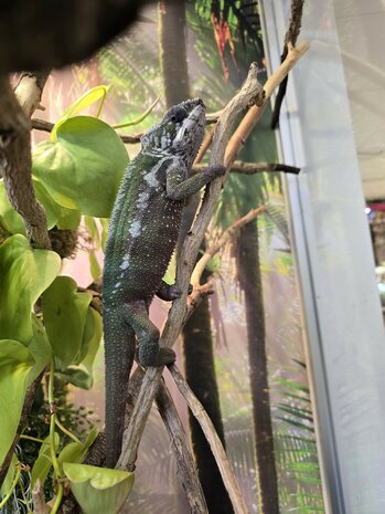 Furcifer pardalis tamatave kweek trio