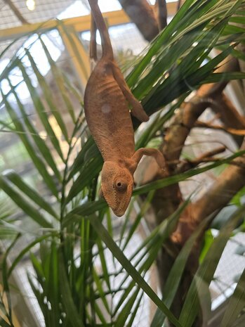 Furcifer pardalis tamatave kweek trio