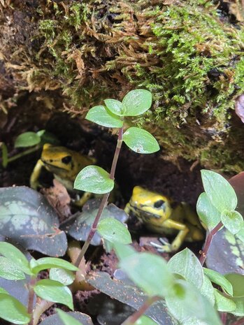Phyllobates terribilis