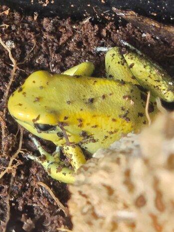Phyllobates terribilis