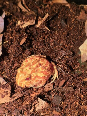 Ceratophrys cranwelli tricolor / coffee / strawberry / green