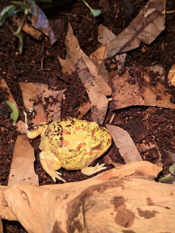 Ceratophrys cranwelli tricolor / coffee / strawberry / green