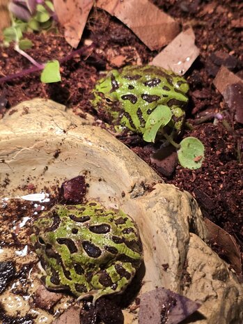 Ceratophrys cranwelli tricolor / coffee / strawberry / green