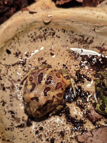 Ceratophrys cranwelli tricolor / coffee / strawberry / green