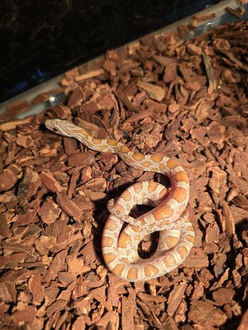 Pantherophis guttatus mix