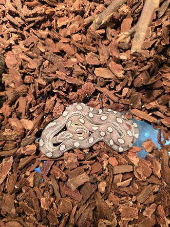 Pantherophis guttatus mix