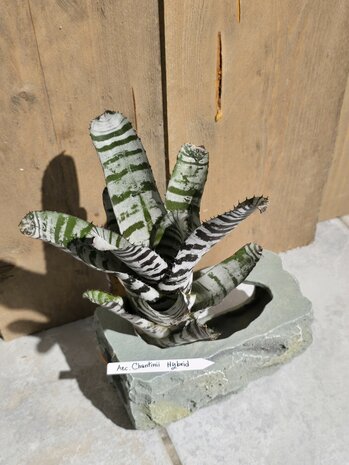 Aechmea chantinii hybrid