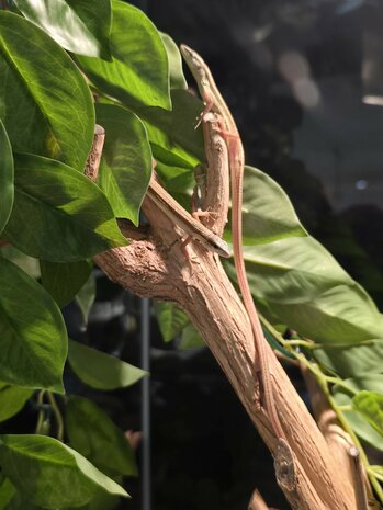 Takydromus sexlineatus