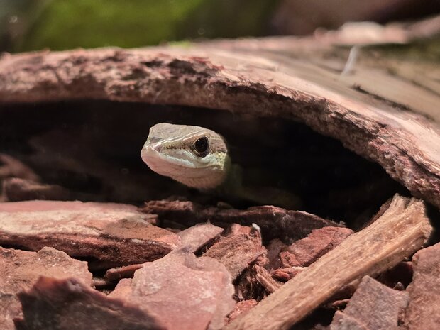 Takydromus sexlineatus