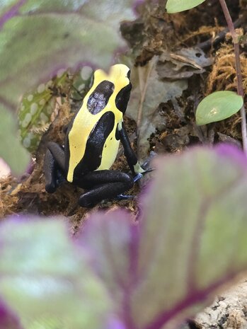 Dendrobates tinctorius nikita