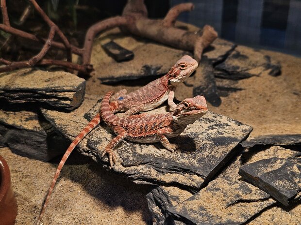Pogona vitticeps red dragon blue bar