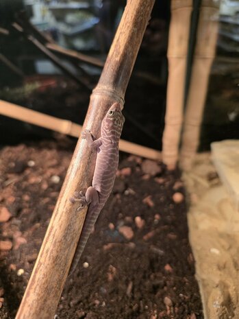 Phelsuma standingi