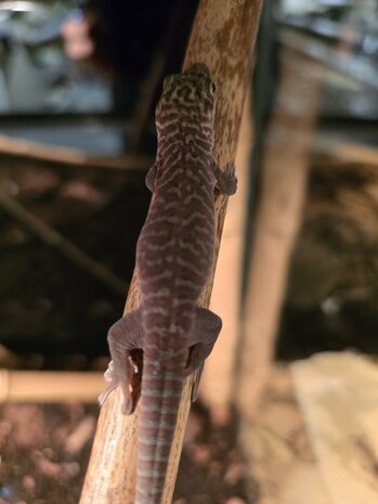 Phelsuma standingi