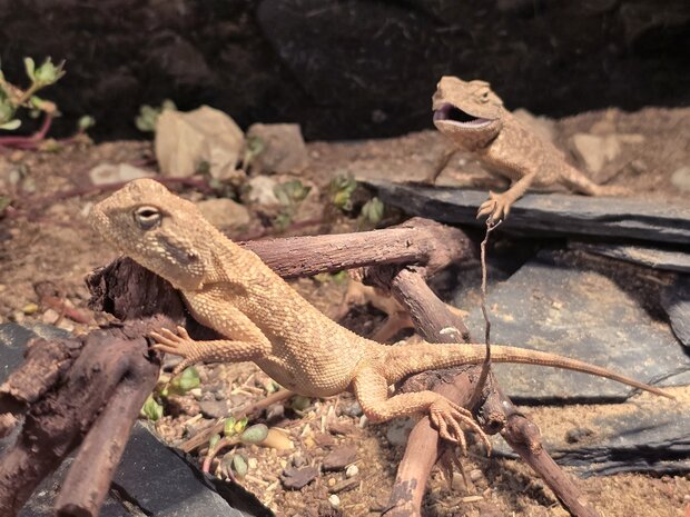 Trapelus agilis